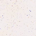 arco-porcelain-60.120-coarse-cream-f1