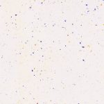 arco-porcelain-60.120-coarse-cream-f2