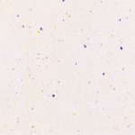 arco-porcelain-60.120-coarse-cream-f4